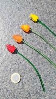 Tulp