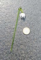 Sneeuwklokje