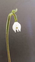 Sneeuwklokje
