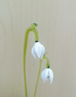 Sneeuwklokje